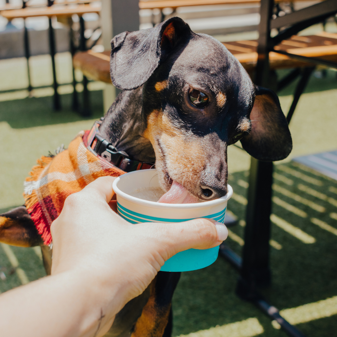 Promo image of National Pet Day